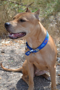 ПРОДАМ СРОЧНО АМЕРИКАНСКОГО ПИТБУЛЬТЕРЬЕРА #1000931