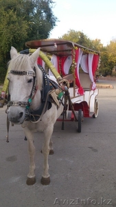 кареты,  пони и лошади #799458