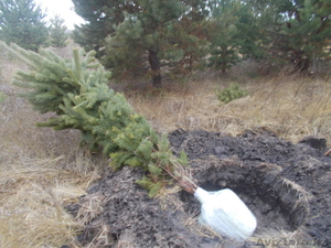 саженцы сосны,  ели ,  березы до 5м #994022