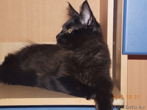 продаем замечательных,  очень крупных котят породы мейн кун #986488