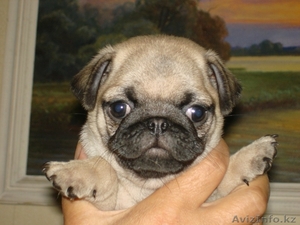 прекрасные игривые щенки мопса. 2 девочки и 1 мальчик. #986883