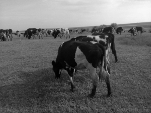 КРС молочного направления (симменталы,  черно-пестрые)  #988573