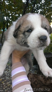 продаю алабайчиков #989996