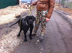 Ищем кобеля!!!мастино #986544