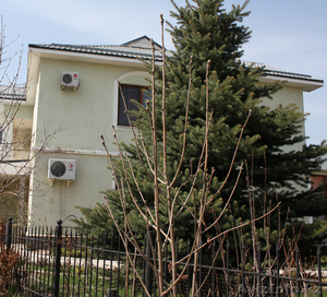 Голубые ели для сада #990343