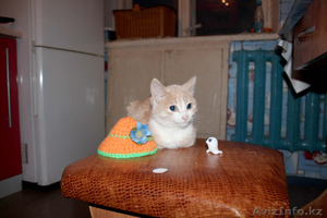 Маленький котенок ищет хозяина!!! #999288