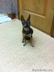 Кобель Той-терьера Случка #998365