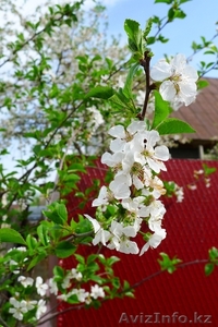 Продам дом в с/о Кок-Сай #986840