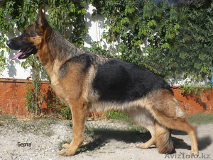  Продаются Щенки немецкой овчарки от Чемпионов с родословнай #985895