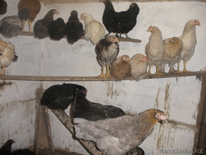 Продам  курей #965947
