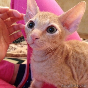 Продам котенка. Донской сфинкс,  самый дружелюбный и добрый кот. #989871