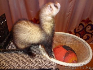 Дрессированые животные  #989619