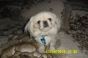 продается щенок пикенеса #994233