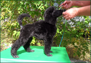 Щенок Стандартного Пуделя #995503