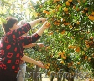 Цитрусы мандарины #997177