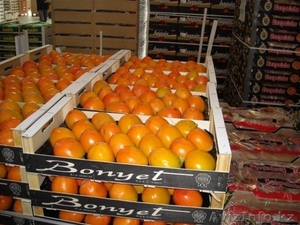 хурма оптом без посредников #1012672