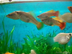 Аквариумные рыбки и растения #1011050