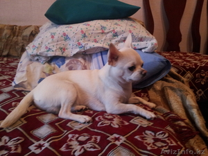 Чихуахуа кобель для вязки. #1010250