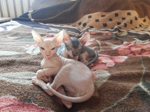 котята донского сфинкса 3 месяца #1002991