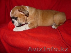 Щенки английского бульдога #1010973