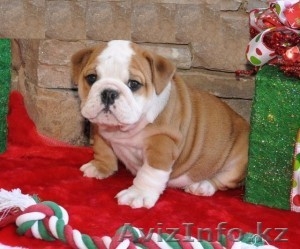 Щенки бульдога-девчушки #1010975