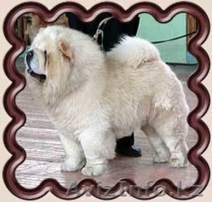  продам щенка чау-чау #1007938