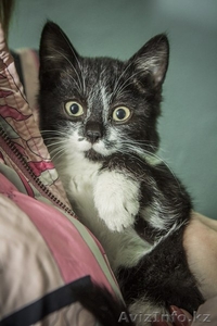 Ищется дом маленькой кошечке! #1007700