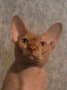 Лапушки котятушки Канадского сфинкса #1006392