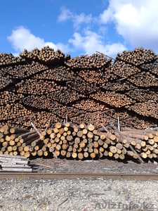 Лес-кругляк из регионов Дальнего Востока России #1004938