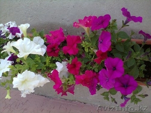 ясновидящая шаманка  #1003453