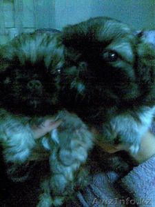 Чистокровный пекинес,  темный окрас,  1.5 мес. #1006319