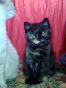 котенок британской короткошерстной #1009319