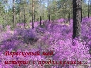 Продам высококачественный мед #1004528