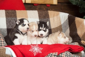 Продам голубоглазое ассорти #1004365