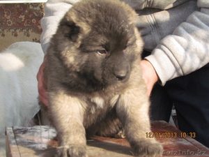 кавказской овчарки щенков в продам #1014402