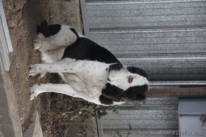 питомиц доброта сила смелость спокойствие #1011011