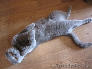  Вязка  вислоухий скотиш фолд шотландский кот #1003814