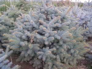 продажа голубых елей от производителя #791421