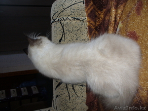 Пуртов Дима purt-00     7057612432 #1012414