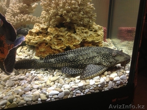 Сом глиптоперихтис #1007687