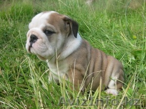 Щенки английского бульдога.. #1010976