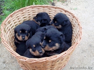 щенки ротвейлера 1 мес                                                         . #1019004