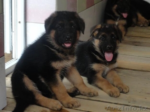 Немецкой овчарки элитных щенков. #1026710