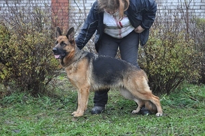 Астрахань щенки немецкой овчарки #1016925