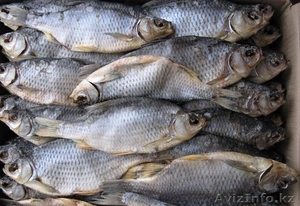 Дешево. Вобла крупная,  жирная вяленная в Астане #1024147