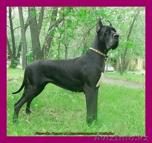 Продаются щенки немецкого дога #1022592