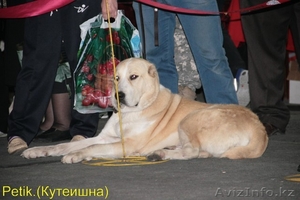 Алабайчики от чемпионов #1018187