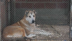 собака , бойцовый #1018732