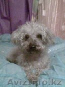 Пропала собака! Помогите пожалуйста! #1014905