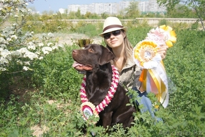 Предварительная запись на щенков лабрадора ретривера #1002793